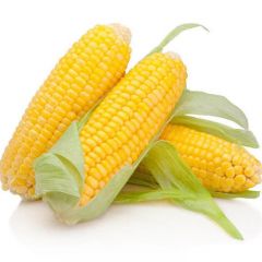 现摘嫩玉米