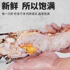 鲜小青龙新鲜冷冻龙虾