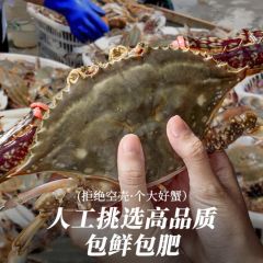 梭子蟹鲜活特大